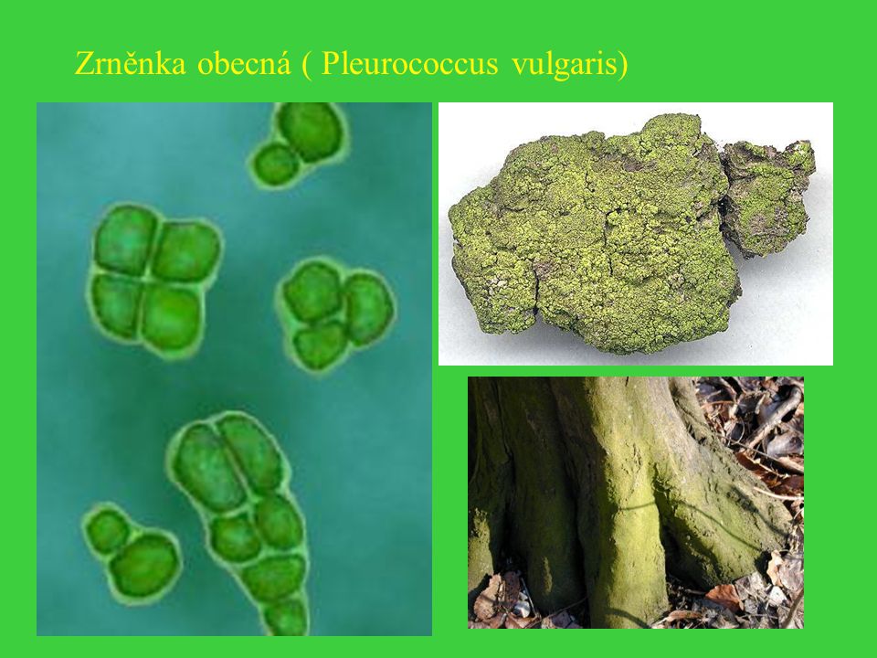 Zrněnka obecná ( Pleurococcus vulgaris)