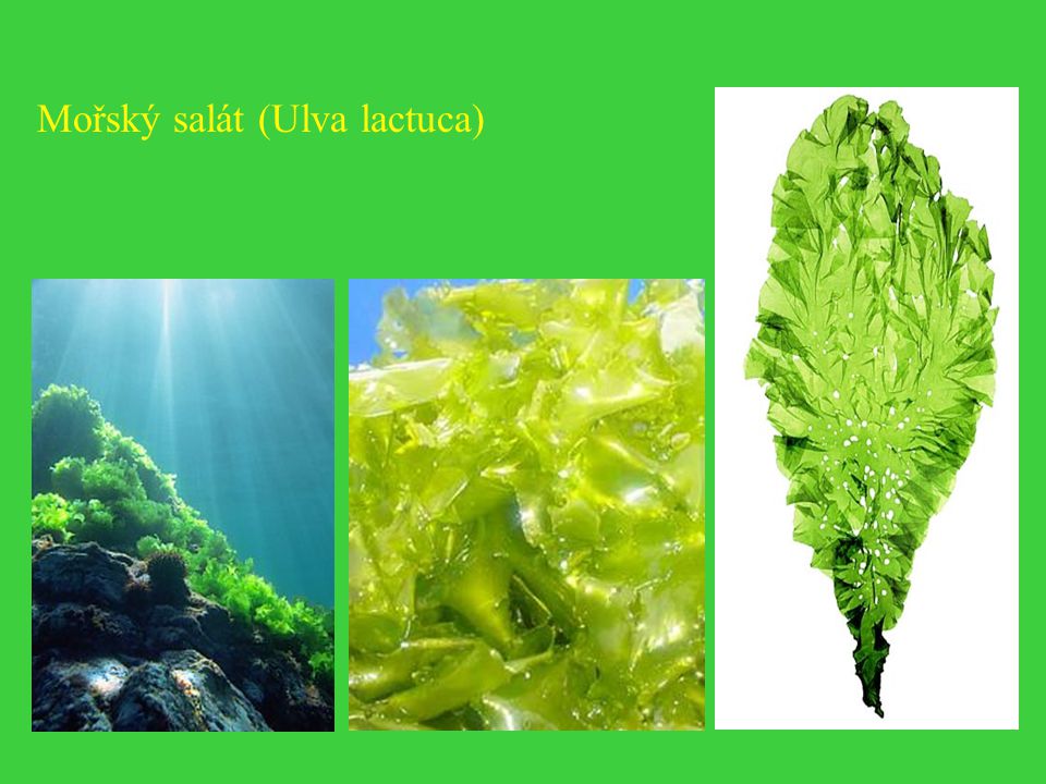 Mořský salát (Ulva lactuca)