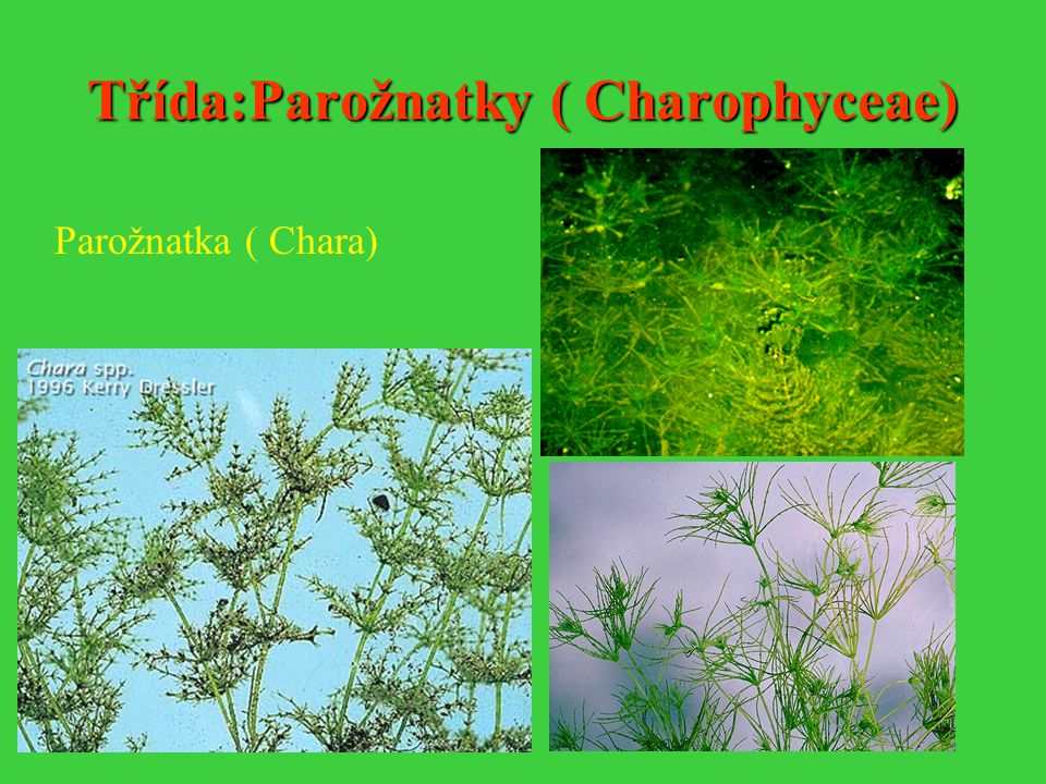 Třída:Parožnatky ( Charophyceae)