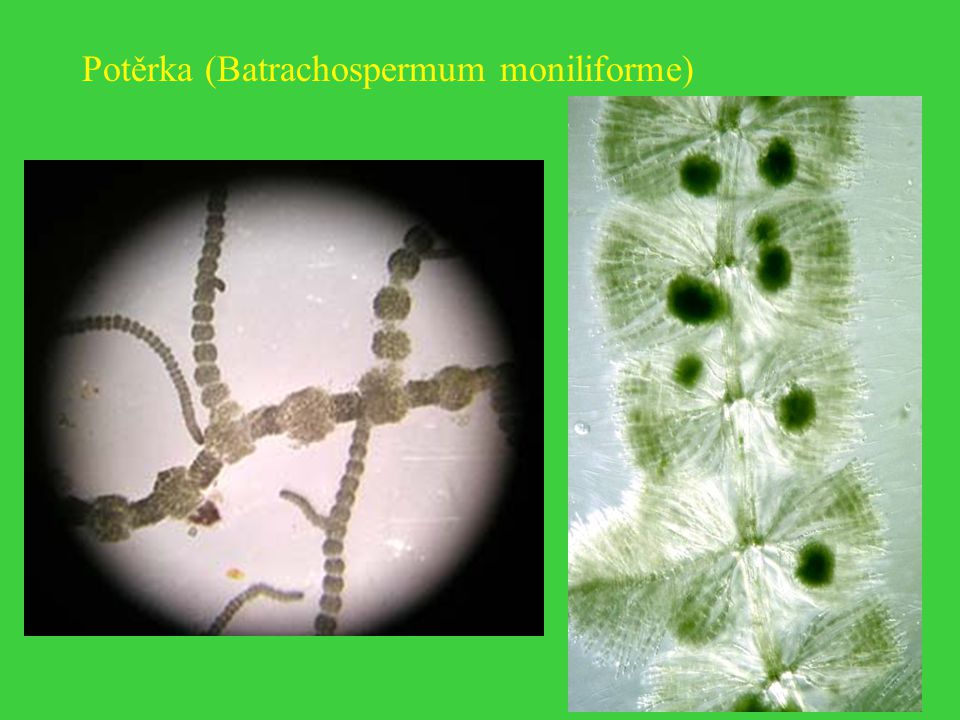 Potěrka (Batrachospermum moniliforme)