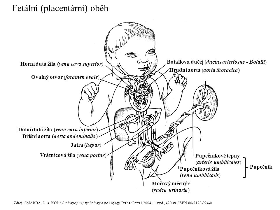 Fetální (placentární) oběh