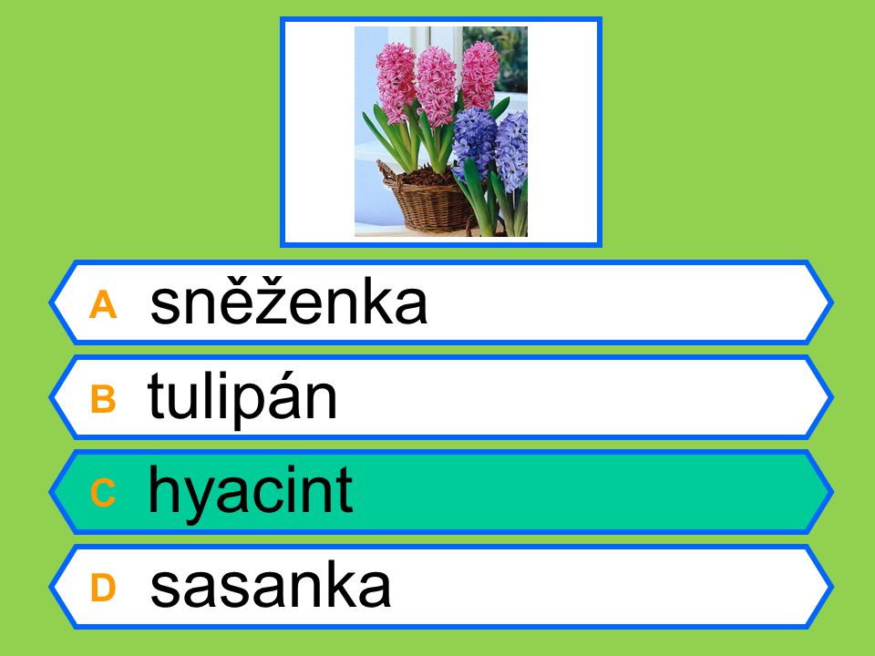 A sněženka B tulipán C hyacint D sasanka
