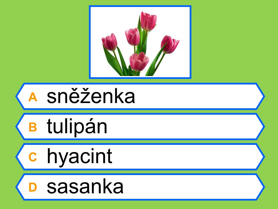 A sněženka B tulipán C hyacint D sasanka