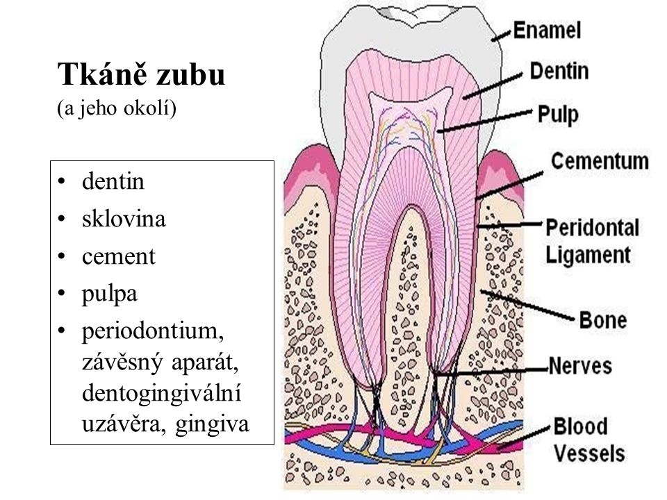 Tkáně zubu (a jeho okolí)