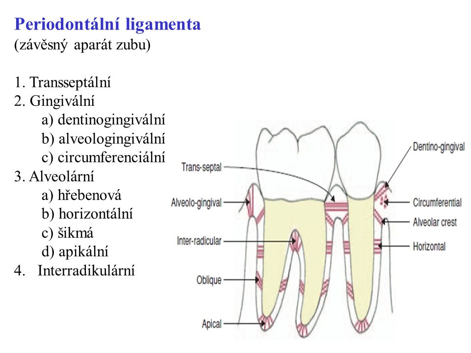 Periodontální ligamenta