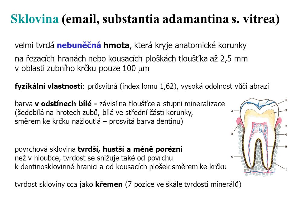 Sklovina ( , substantia adamantina s. vitrea)