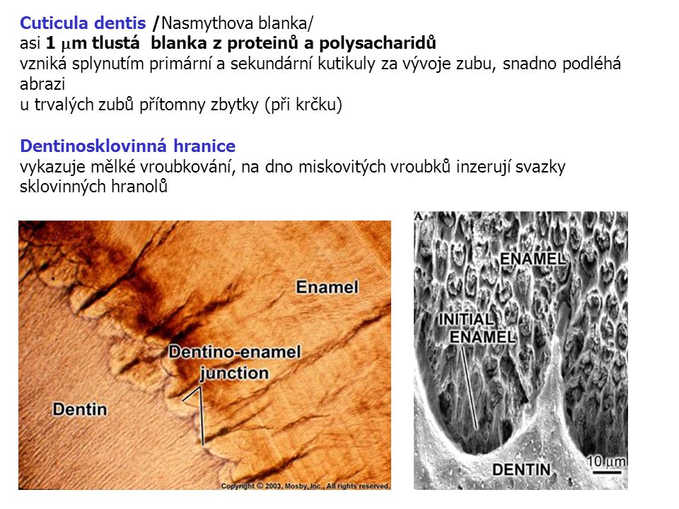 Cuticula dentis /Nasmythova blanka/