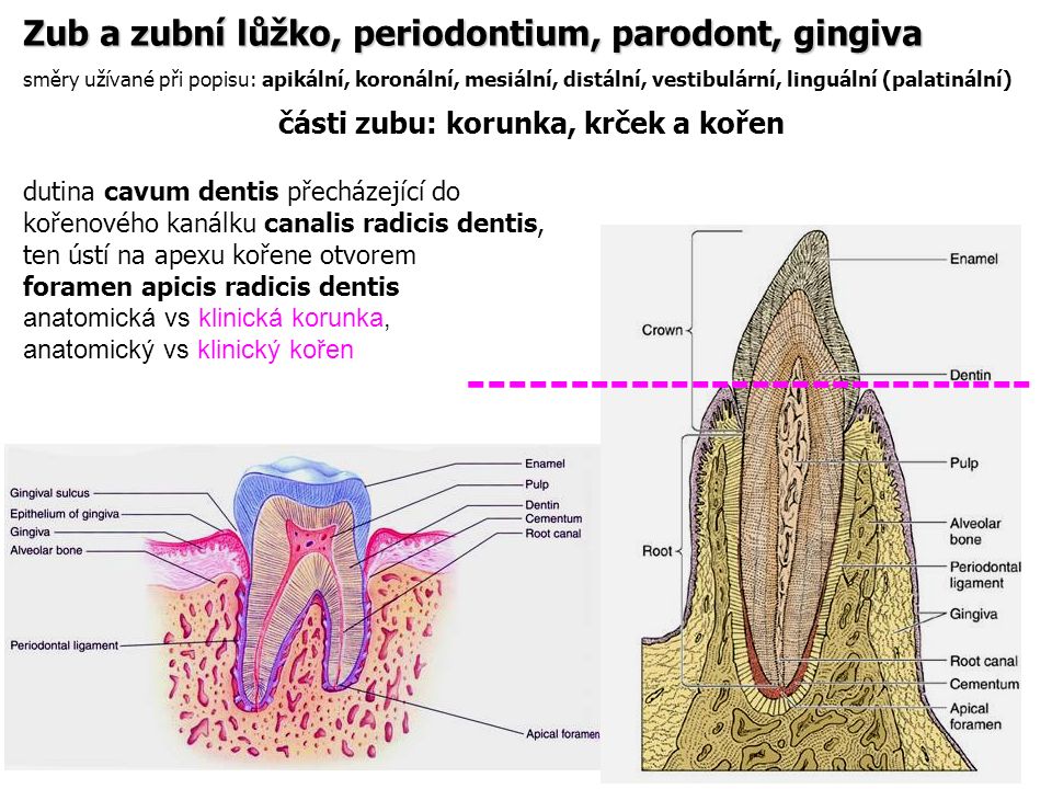 části zubu: korunka, krček a kořen