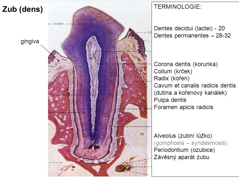 Zub (dens) TERMINOLOGIE: Dentes decidui (lactei) - 20